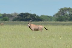 Oryx beisa callotis