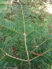 Abies holophylla