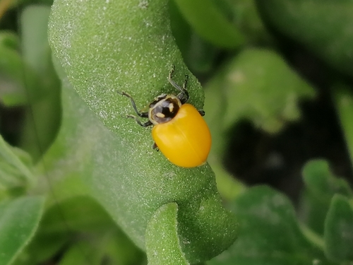 Convergent lady beetle
