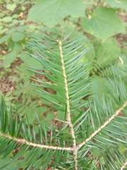 Abies holophylla