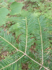 Abies holophylla