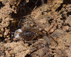 Scytodes flagellata