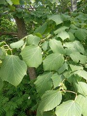 Acer tegmentosum