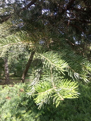 Abies holophylla