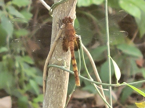 Claret Pondhawk photo 3