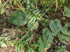 Viola alba dehnhardtii