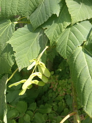 Acer tegmentosum