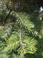 Abies holophylla