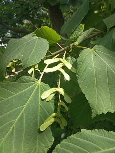 Manchurian Striped Maple