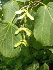 Acer tegmentosum