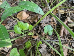 Viola alba dehnhardtii