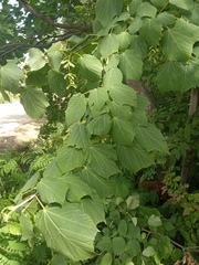 Acer tegmentosum
