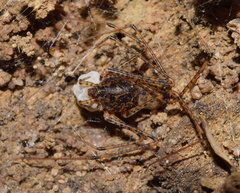 Scytodes flagellata