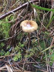 Phaeonematoloma myosotis