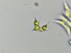 Tetradesmus