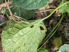 Viola alba dehnhardtii