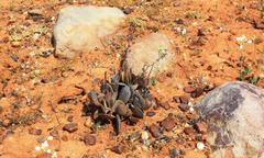 Adromischus alstonii