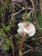 Phaeonematoloma myosotis