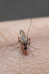 Aedes atlanticus