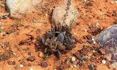 Adromischus alstonii