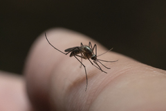 Aedes atlanticus