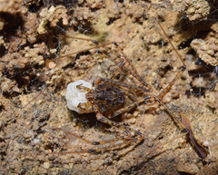 Scytodes flagellata