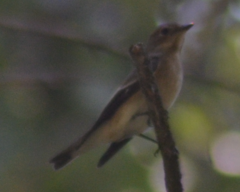 Ficedula hypoleuca