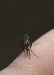 Aedes atlanticus