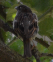 Passer domesticus