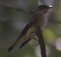 Ficedula hypoleuca