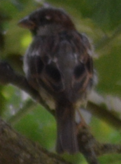 Passer domesticus