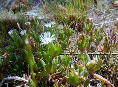 Delosperma litorale