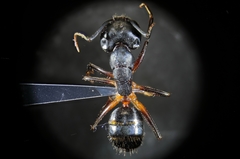 Camponotus barbaricus