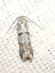 Symmocoides oxybiella