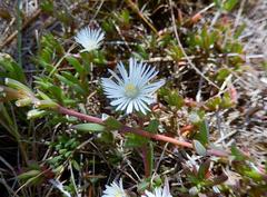 Delosperma litorale