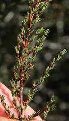 Cliffortia ericifolia