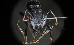 Camponotus barbaricus