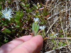 Delosperma litorale