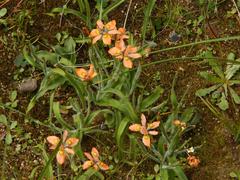 Moraea papilionacea
