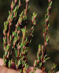 Cliffortia ericifolia
