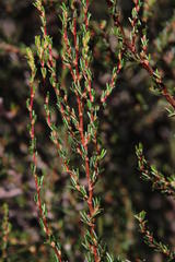 Cliffortia ericifolia