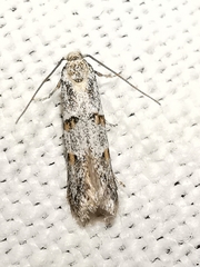 Symmocoides oxybiella