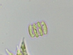 Scenedesmus