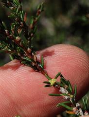 Cliffortia ericifolia