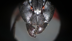 Camponotus barbaricus