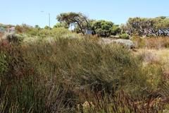 Cliffortia ericifolia