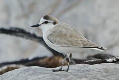 Charadrius marginatus marginatus