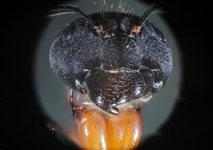 Camponotus barbaricus