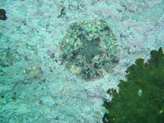 Parvulastra dyscrita