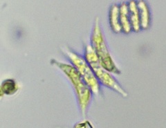 Tetradesmus lagerheimii